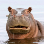 Hippo