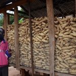 Boniface Obura-Note Ber Farmers Group Kwania District_good post-harvest management practices limit aflatoxin growth