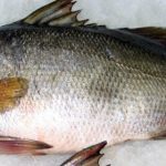 Nile Perch